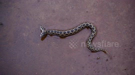 Two-headed Russell's viper discovered in India