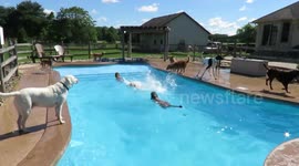 Pet dogs have pool party in Michigan