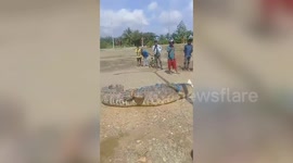 Giant 17ft crocodile and ten offspring tied up after killing villager in Indonesia