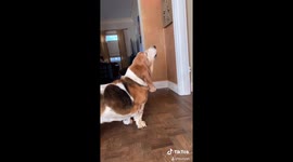 Winston the Basset Hound sings T-Pain! (AUTOTUNE)