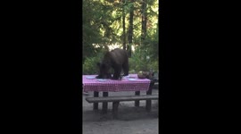 Bear steals family's breakfast at campsite in Washington state