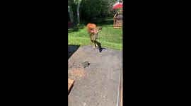 Close up of wild Whitetail Deer