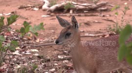 Antelope enjoys day under the sun at Kruger National Park in South Africa
