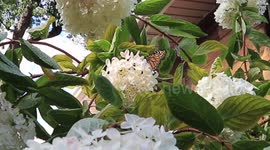 Canadian Woman Fights Off Unidentified Monarch Butterfly Predator
