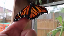 Monarch Butterfly that was Injured in a brutal attack from a predator that I fought off