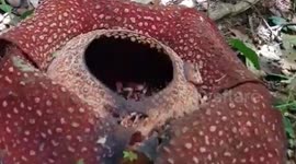 The Rafflesia arnoldi flower is found in Semende, Muaraenim