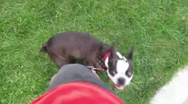 Alaskan Malamute Sojou and Boston Terrier Pup Frankie Socialising