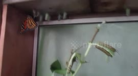 Where do Monarch Butterflies Go In The Rain ?