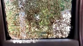 Thousands of bees swarm police car at Chinese toll gate