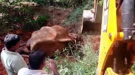 Indian officials rescue elephant that fell into roadside ditch