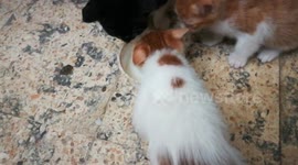 Sofi Triplet Brothers Milk Cup Order