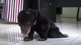 Sun bear cub with crippled leg rescued after getting lost in jungles of Indonesia