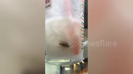 Office worker horrified after finding cockroach in his iced cappuccino