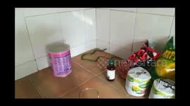 Spotted Bush snake killing Gecko in our Kitchen in the African Bush