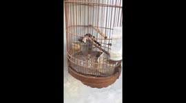 The intelligent bird feigns death to attract the man to open the cage door but fails