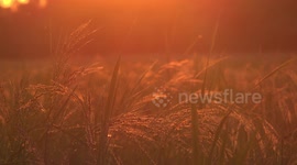 A sunset in a golden paddy field, small insects and birds glow in the evening sunlight, a small drone appears after 30 seconds!?