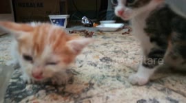 Sofi Kitten Lunch Bone Crusher
