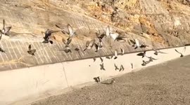 Birds on the mountain