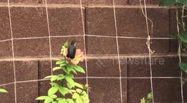 Unusual hummingbird chilling in my garden