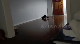 This cat defies the laws of house pets as we know it - by playing fetch like a dog