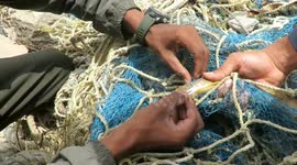 Rat snake rescued after becoming entangled in construction safety netting