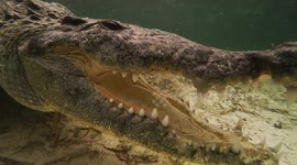 Underwater videographer goes face-to-face with crocodiles in Mexico