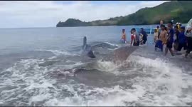 A Big Whale Shark Rescued by Local People