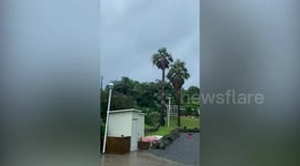 Typhoon Bavi blows trees in Jeju, South Korea