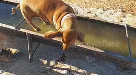 Dog walking on frozen water trough (2020 is one of coldest years in the last 5 years in South Africa)