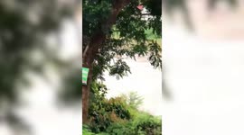 Drowning dog rescued during floods in northern Thailand