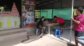 Snake catcher grabs king cobra with his bare hands
