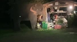 Hungry wild elephant raids hut to steal food