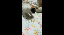 Sofi Kitten On Bed After Mother Shower