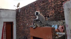 Monkey makes himself feel at home, breaks bread with owners in backyard of Indian home