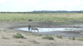 Desperate Zebra drinks muddy water – even after being driven off by a Buffalo