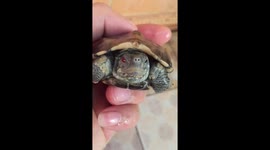 This rare tortoise has black and red eyes