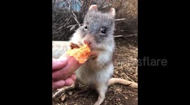 Australia: Adorable Rufous Bettong Snacks On Sweet Potato