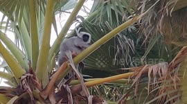 Scared monkey climbs tree top and then teases dogs to chase it in Northern India.