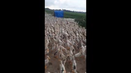 The man controlled thousands of ducks to move with a whistle
