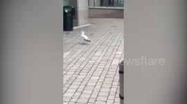 Seagull which 'shoplifts from the same store every day'