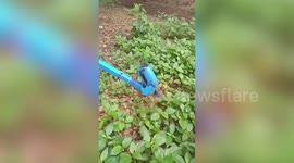 Innovator develops eco-friendly solar weeder in southern India