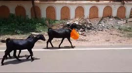 A goat gets its head wedged in a bucket after feeding and has difficulty getting it off until a Good Samaritan arrived to rescue in Southern India
