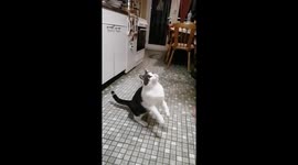 Slow Motion Cat