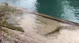 High water level on Saint Clair River