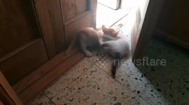 Little Sofi Kitten Fight Brother Alone