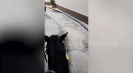 Horse rider uses fast-food drive-thru in the Philippines