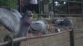 Scarface Pigeon Bullies His Peers To Dominate The Railing