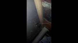 spider vs fly