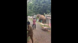 Mischievous elephant captured strolling around residential area in southern India