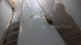 Baby European Praying Mantis (Mantis religiosa)